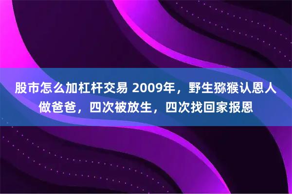 股市怎么加杠杆交易 2009年，野生猕猴认恩人做爸爸，四次被放生，四次找回家报恩
